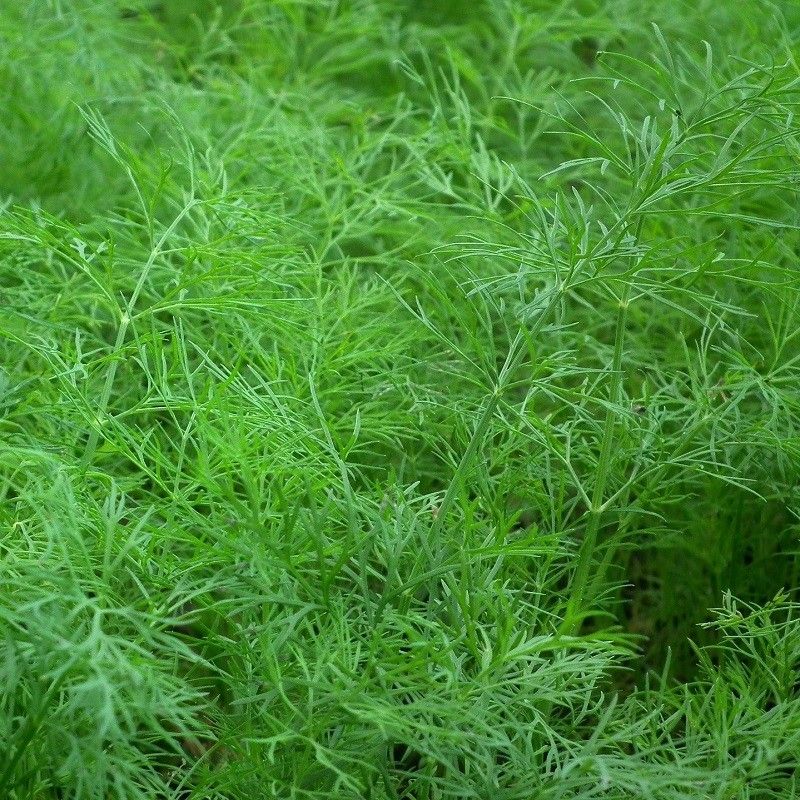Plante condimentaire annuelle, l’aneth est cultivé pour ses feuilles et ses graines très aromatiques, L'aneth est reconnu pour ses vertus anti-inflammatoires et antispasmodiques
