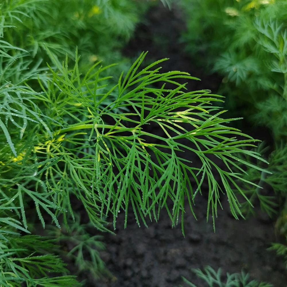 Plante condimentaire annuelle, l’aneth est cultivé pour ses feuilles et ses graines très aromatiques, L'aneth est reconnu pour ses vertus anti-inflammatoires et antispasmodiques