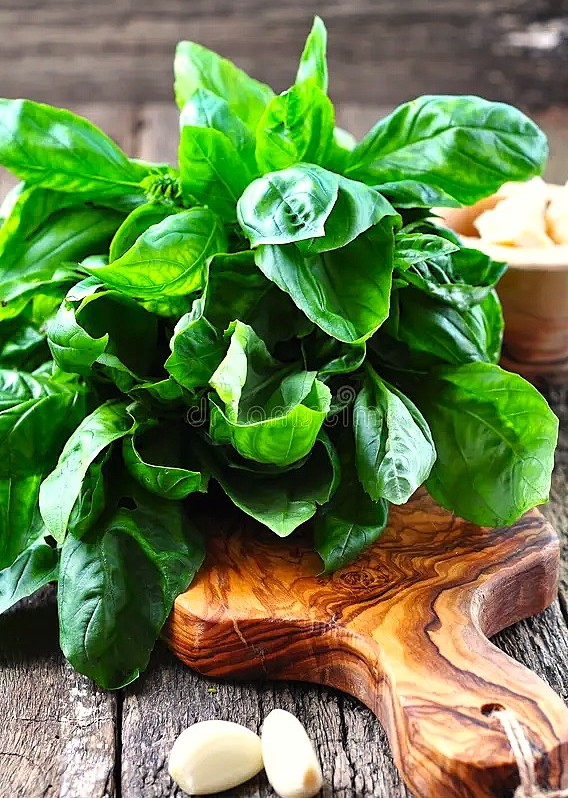 Le basilic est une herbe aromatique au parfum envoûtant. Le basilic sacré est une plante prestigieuse en Inde