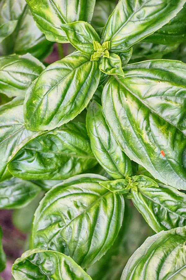 Le basilic est une herbe aromatique au parfum envoûtant.
