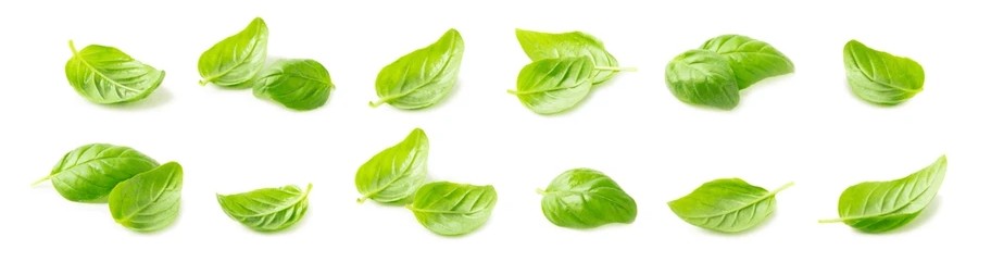 Le basilic : une herbe aromatique au parfum envoûtant.