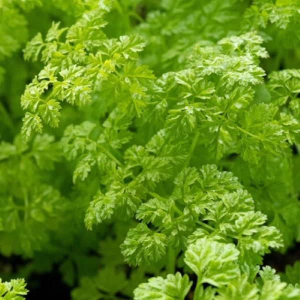 Riche en vitamines B9 et C son goût est subtilement anisé.