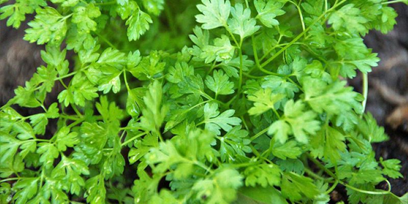 Le cerfeuil est une plante annuelle originaire de Russie. Riche en vitamines B9 et C son goût est subtilement anisé.