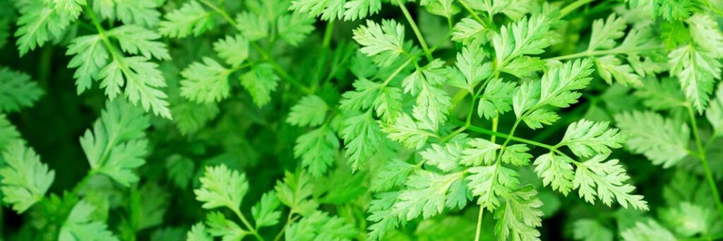 Riche en vitamines B9 et C son goût est subtilement anisé.