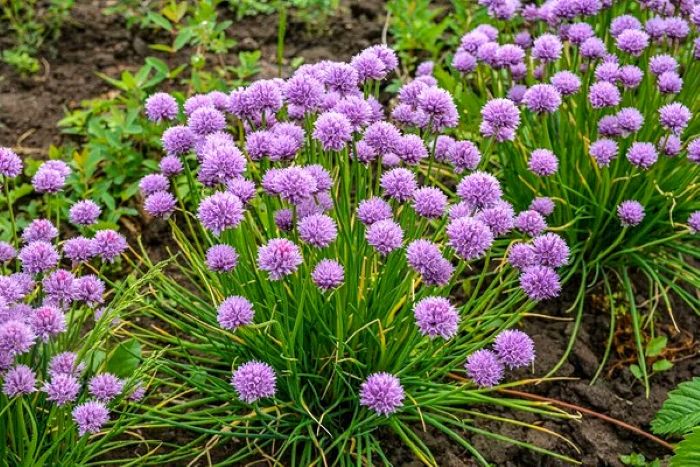 La ciboulette commune est une vivace bulbeuse très rustique ; Cette herbe fraîche aromatique est parfaite pour les salades et le fromages frais.