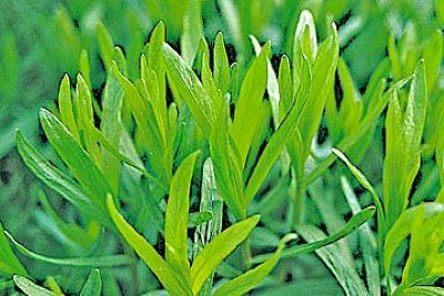 L'estragon est une vivace qui se plaît au soleil. Riche en calcium, il se marie dans tous les plats cuisinés