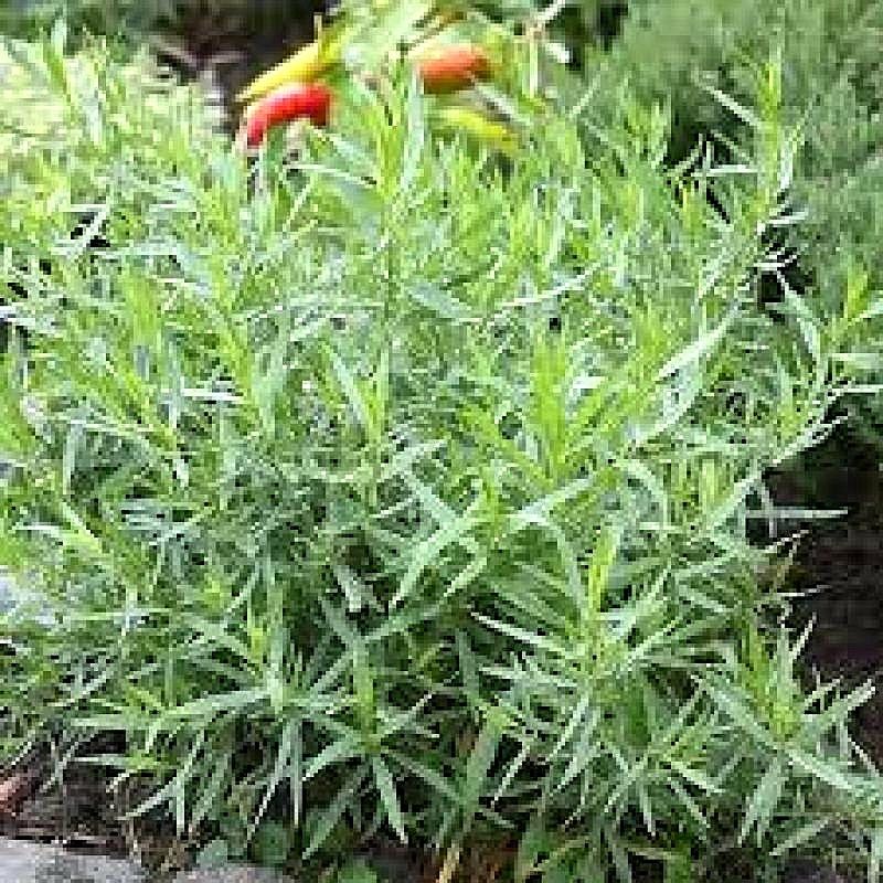 L'estragon est une vivace qui se plaît au soleil. Riche en calcium, il se marie dans tous les plats cuisinés