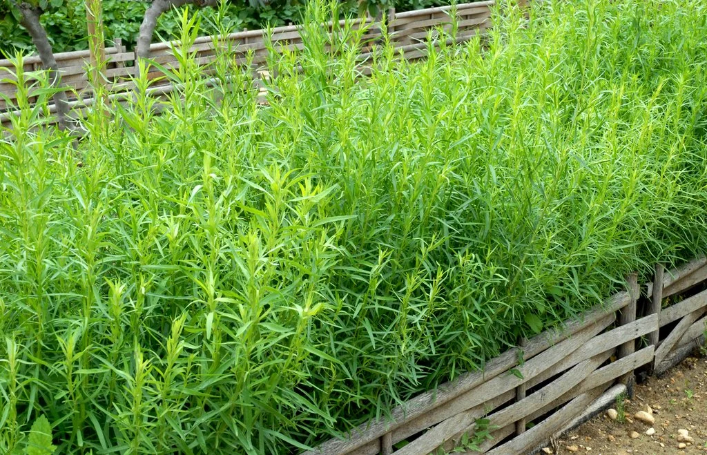 L'estragon est une vivace qui se plaît au soleil. Riche en calcium, il se marie dans tous les plats cuisinés