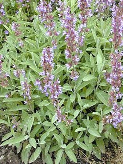 La sauge officinale est connue pour une plante antiseptique, stimulante, tonique et digestive.