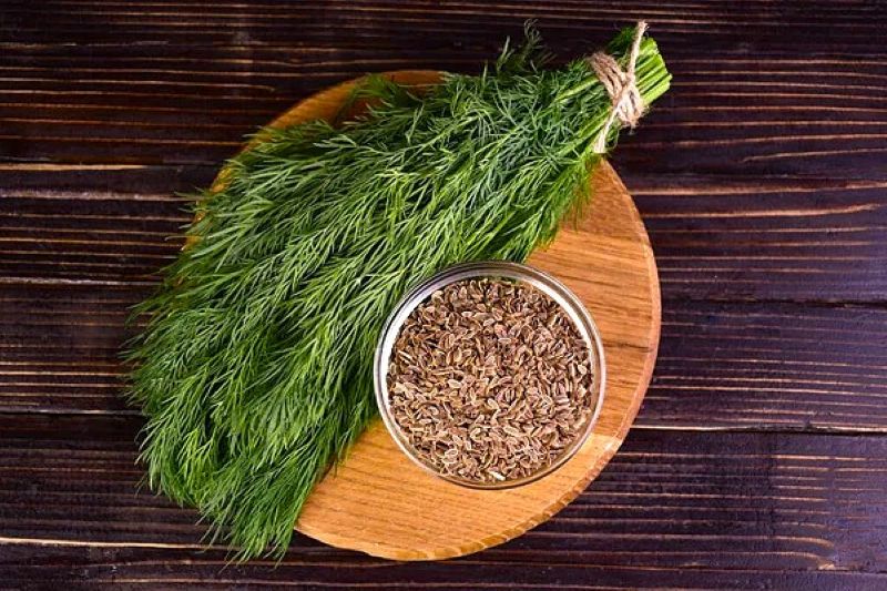 Plante condimentaire annuelle, l’aneth est cultivé pour ses feuilles et ses graines très aromatiques, L'aneth est reconnu pour ses vertus anti-inflammatoires et antispasmodiques