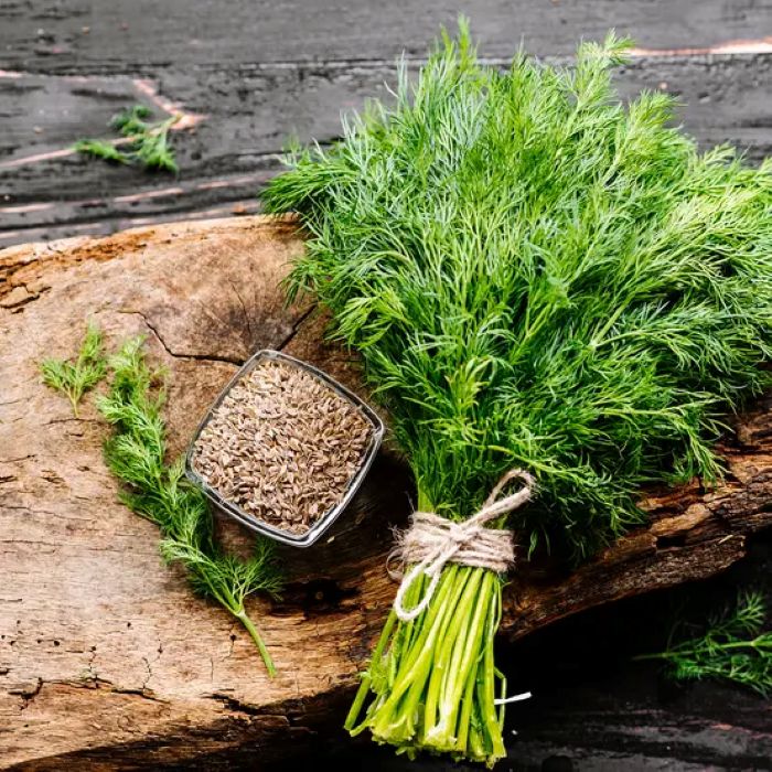 Plante condimentaire annuelle, l’aneth est cultivé pour ses feuilles et ses graines très aromatiques, L'aneth est reconnu pour ses vertus anti-inflammatoires et antispasmodiques