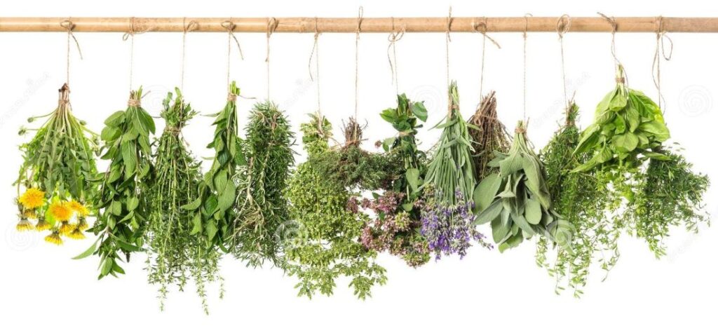 Ces herbes aromatiques sont pleines de vitamines et d'oligo-éléments. Utilisez-les au quotidien pour votre pleine santé