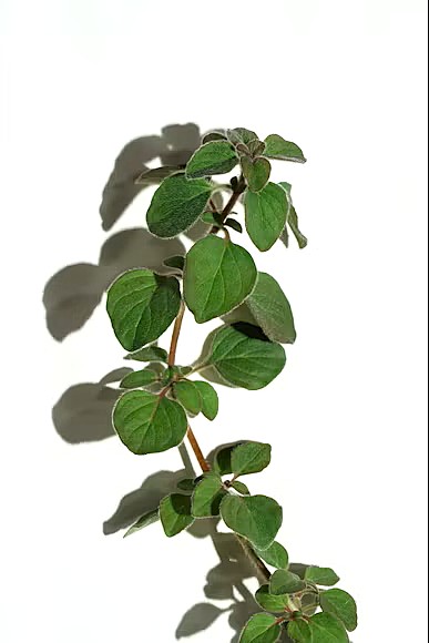 L'Origan est une plante aromatique et médicinale aux mille vertus