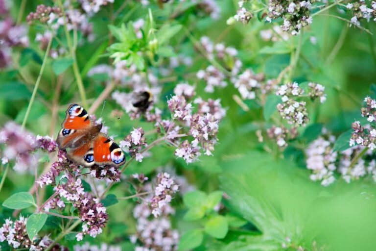 L'Origan est une plante aromatique et médicinale aux mille vertus
