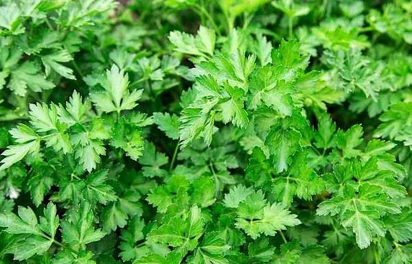 Plein de vitamines, beaucoup de vitamines C, le persil est l'allié santé au quotidien.