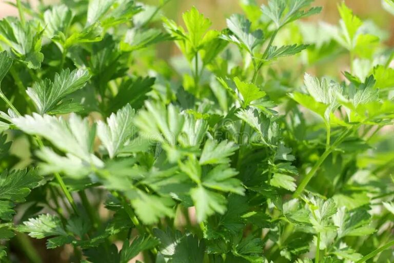 Plein de vitamines, beaucoup de vitamines C, le persil est l'allié santé au quotidien.