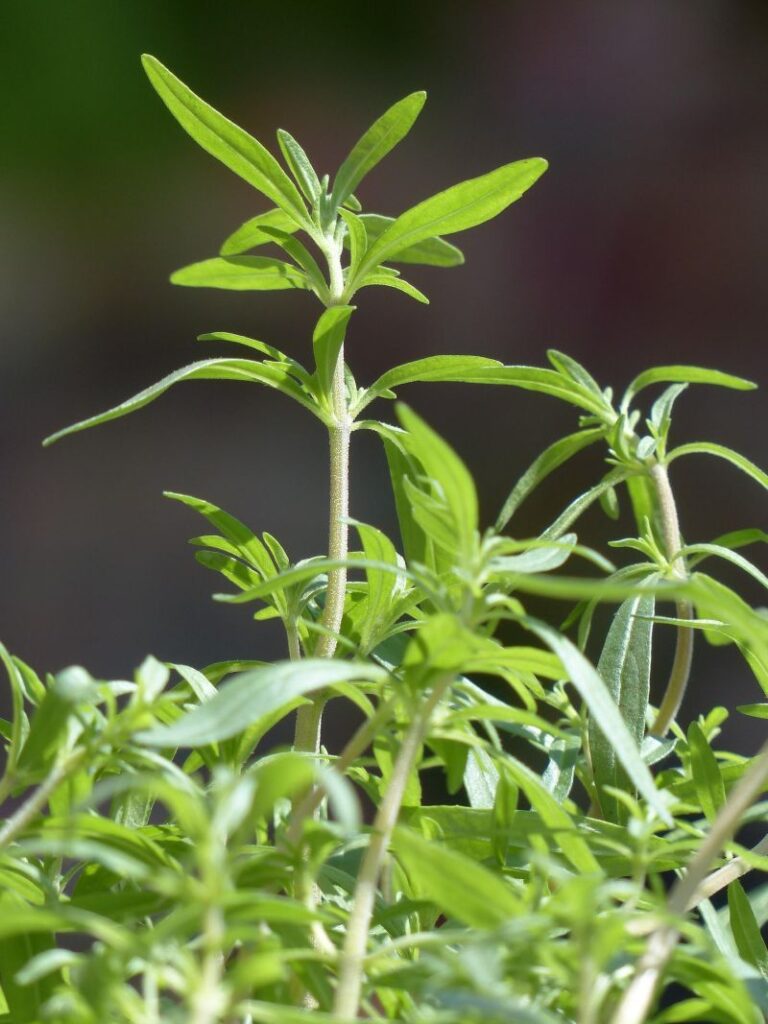 La sarriette est une plante vivace aromatique méditerranéenne de la famille des Lamiacées