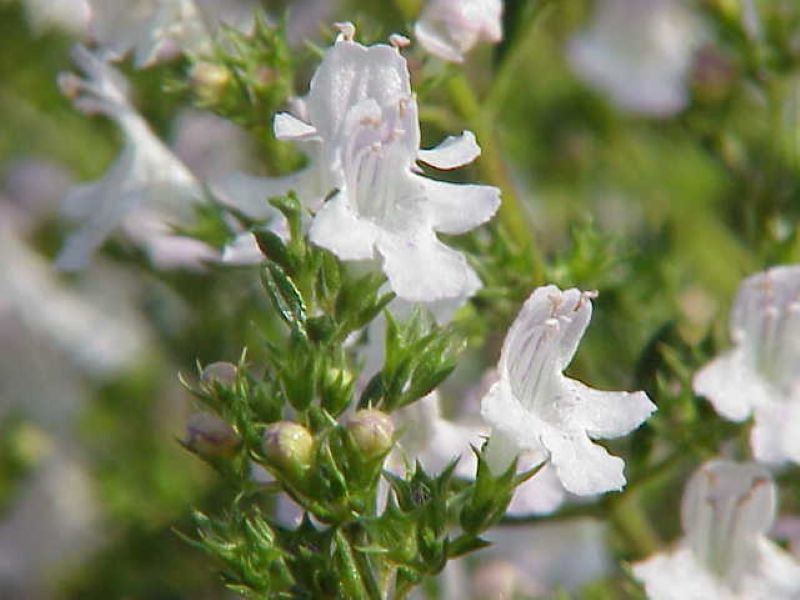La sarriette est une plante vivace aromatique méditerranéenne de la famille des Lamiacées