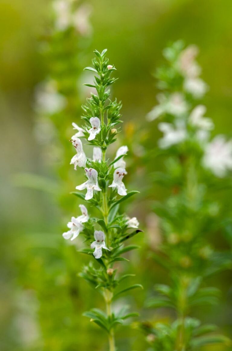 La sarriette est une plante vivace aromatique méditerranéenne de la famille des Lamiacées