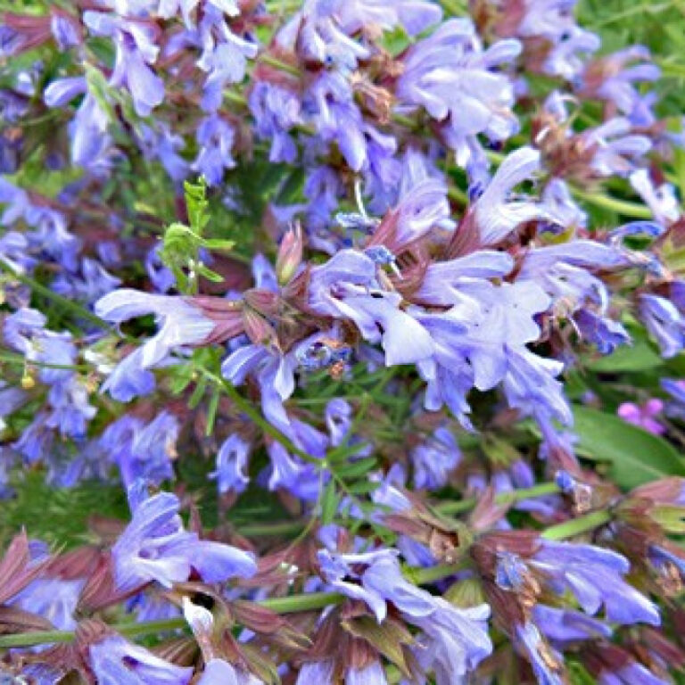 La sauge officinale est connue pour une plante antiseptique, stimulante, tonique et digestive.