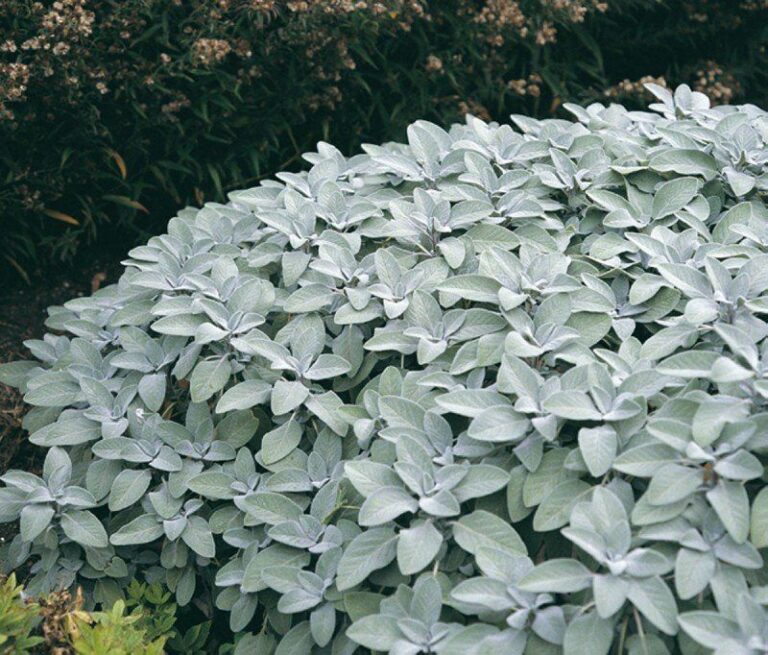 La sauge officinale est connue pour une plante antiseptique, stimulante, tonique et digestive