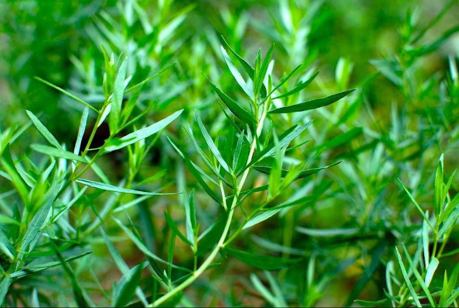 L'estragon est une vivace qui se plaît au soleil. Riche en calcium, il se marie dans tous les plats cuisinés